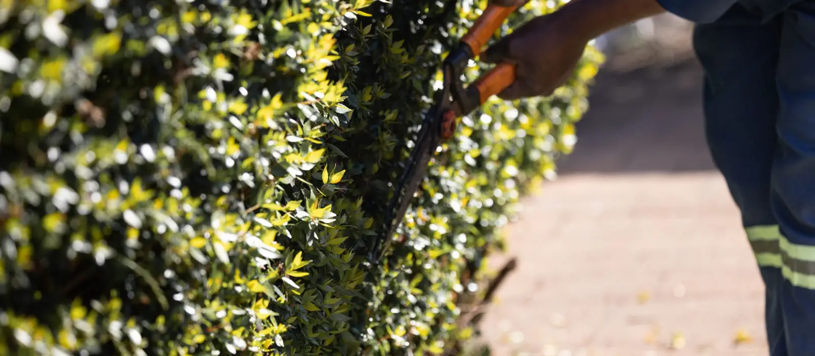 Hecke wird mit der Gartenschere geschnitten
